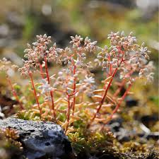 Attēlu rezultāti vaicājumam “Sedum album flower”
