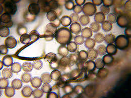 Attēlu rezultāti vaicājumam “Lamproderma violaceum plasmodium”