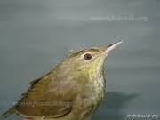 Image result for Locustella fluviatilis