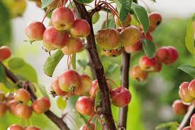 Attēlu rezultāti vaicājumam “Malus”