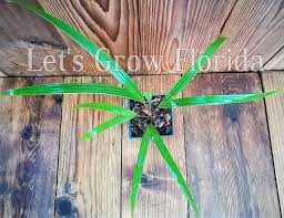 Attēlu rezultāti vaicājumam “Diderma montanum var. album macro”