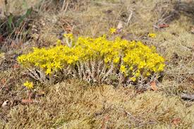 Image result for Mauerpfeffer