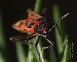 Attēlu rezultāti vaicājumam “Corizus hyoscyami imago”