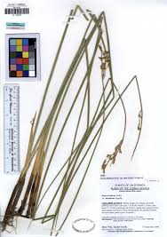 Attēlu rezultāti vaicājumam “Juncus balticus”