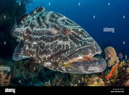 Image result for Mycteroperca bonaci