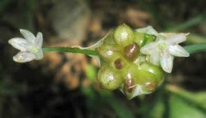 Attēlu rezultāti vaicājumam “Allium sativum bud”