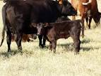 cowcalf.jpg