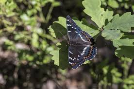 Attēlu rezultāti vaicājumam “Limenitis populi”