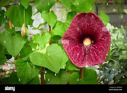 Attēlu rezultāti vaicājumam “Aristolochiaceae”