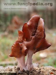 Attēlu rezultāti vaicājumam “Gyromitra infula”