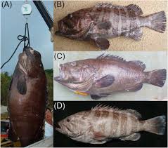 Image result for Hyporthodus quernus