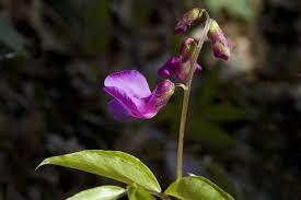 Attēlu rezultāti vaicājumam “Lathyrus vernus”