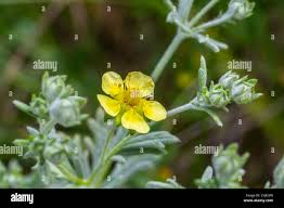 Attēlu rezultāti vaicājumam “Potentilla arenaria flower”