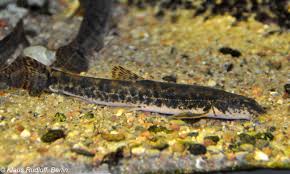 Attēlu rezultāti vaicājumam “Barbatula barbatula”