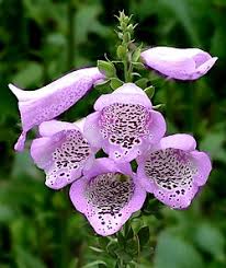 Attēlu rezultāti vaicājumam “Digitalis purpurea flower”