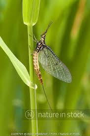 Attēlu rezultāti vaicājumam “Ephemera sp.”