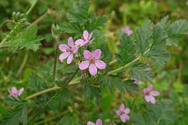 Attēlu rezultāti vaicājumam “Erodium cicutarium”