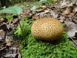 Attēlu rezultāti vaicājumam “Scleroderma citrinum”