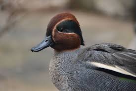 Attēlu rezultāti vaicājumam “Anas crecca”