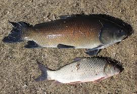 Image result for Carpiodes cyprinus
