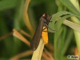 Attēlu rezultāti vaicājumam “Atolmis rubricollis”