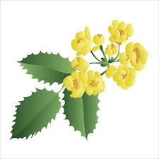 Attēlu rezultāti vaicājumam “Mahonia aquifolium flower”