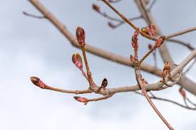 Attēlu rezultāti vaicājumam “Acer platanoides bud”
