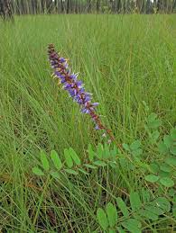 Attēlu rezultāti vaicājumam “Aphis confusa”