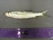 Image result for Elops saurus