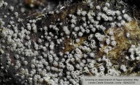 Attēlu rezultāti vaicājumam “Merismodes anomala”