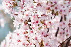 Attēlu rezultāti vaicājumam “Prunus padus var. roseiflora flower”