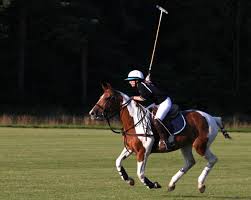 Image result for White Rose Polo Club