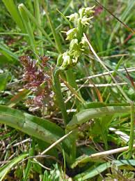 Attēlu rezultāti vaicājumam “Herminium monorchis flower”