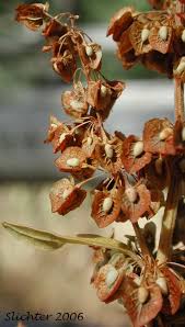 Attēlu rezultāti vaicājumam “Rumex aquaticus fruit”