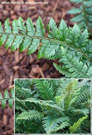 Attēlu rezultāti vaicājumam “Polystichum aculeatum”