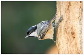 Attēlu rezultāti vaicājumam “Periparus ater adult”