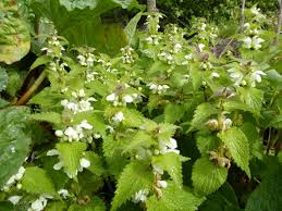 Attēlu rezultāti vaicājumam “Lamium album flower”