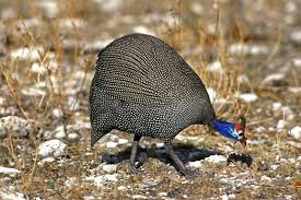 Attēlu rezultāti vaicājumam “Numida meleagris adult”