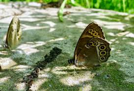 Attēlu rezultāti vaicājumam “Lopinga achine”