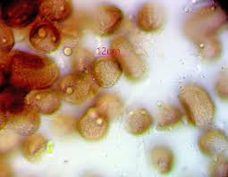 Attēlu rezultāti vaicājumam “Licea minima macro”