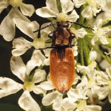 Attēlu rezultāti vaicājumam “Anostirus castaneus”