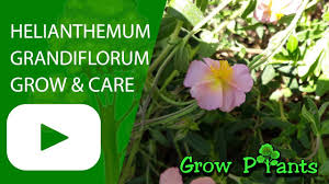 Attēlu rezultāti vaicājumam “Helianthemum nummularium fruit”