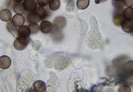 Attēlu rezultāti vaicājumam “Physarum bryocorticola sessile”