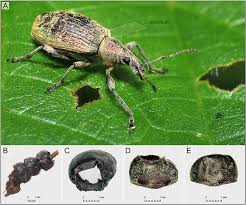 Attēlu rezultāti vaicājumam “Phyllobius”