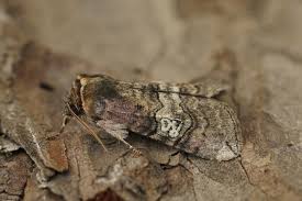 Attēlu rezultāti vaicājumam “Tethea or”