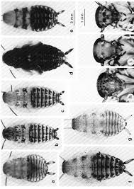 Attēlu rezultāti vaicājumam “Ectobius sylvestris female”