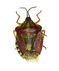 Attēlu rezultāti vaicājumam “Carpocoris purpureipennis”