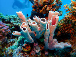 Attēlu rezultāti vaicājumam “Tubifera applanata sessile”