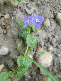 Attēlu rezultāti vaicājumam “Veronica filiformis bud”