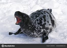 Image result for Cystophora cristata